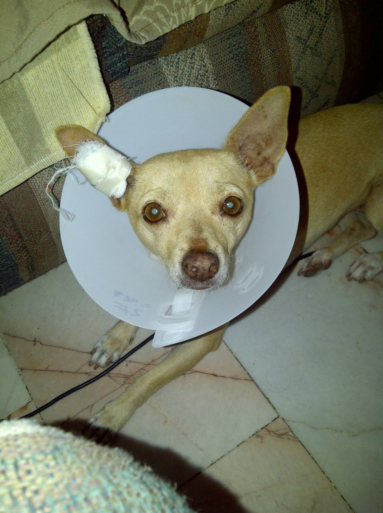 Colima-20110615-00015